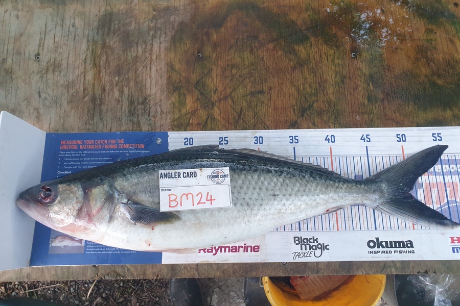Rodney Niven caught this 50.0cm Kahawai at Wellington during The Export NZ Fishing Competition
