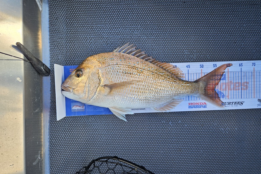 Mark Devantier  caught this 55.0cm Snapper at Northland during The Export NZ Fishing Competition