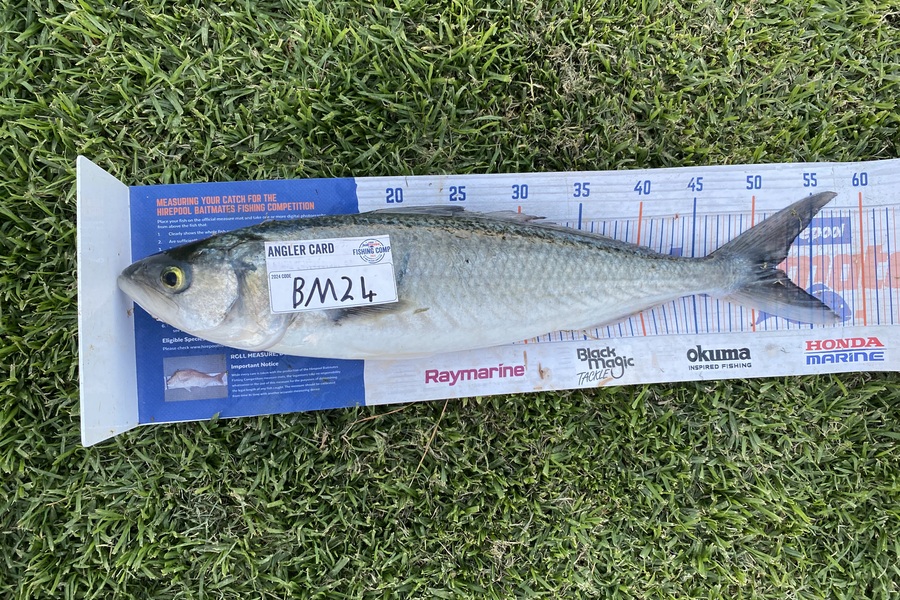 Jay Godden caught this 51.5cm Kahawai at Wellington during The Export NZ Fishing Competition
