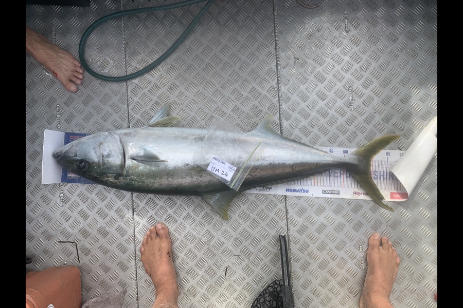 Matt Harrison caught this 109.5cm Kingfish at Northland during The Export NZ Fishing Competition