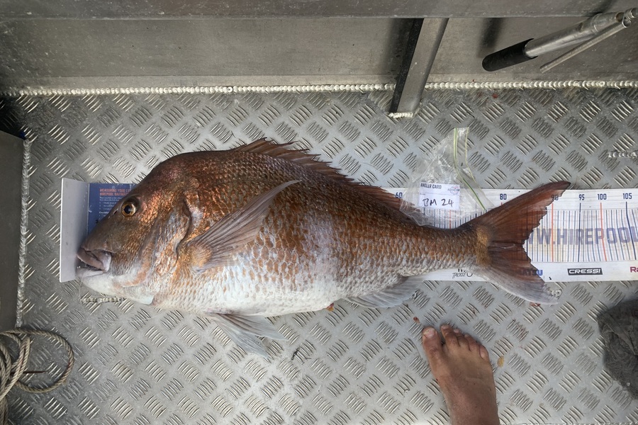 Matt Harrison caught this 84.0cm Snapper at Northland during The Export NZ Fishing Competition