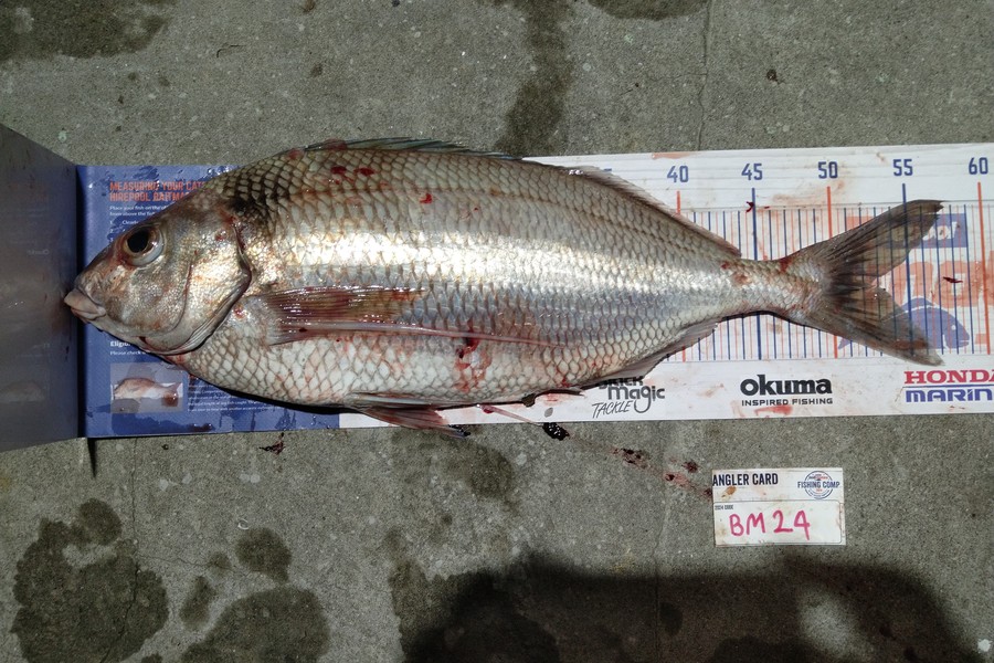 Steve  Brown  caught this 52.5cm Tarakihi at Wellington during The Export NZ Fishing Competition