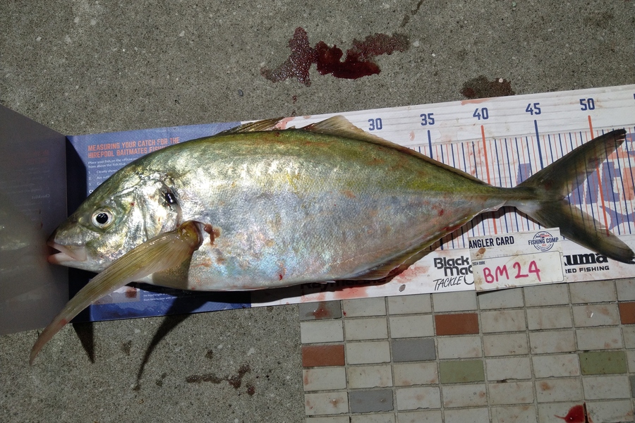 Steve  Brown  caught this 46.5cm Trevally at Wellington during The Export NZ Fishing Competition