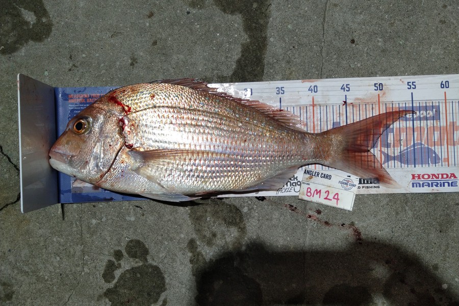 Steve  Brown  caught this 48.0cm Snapper at Wellington during The Export NZ Fishing Competition