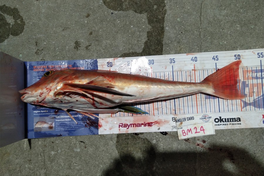 Steve  Brown  caught this 49.5cm Gurnard at Wellington during The Export NZ Fishing Competition