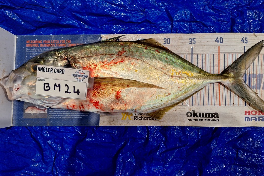 Trevor Hopson caught this 43.0cm Trevally at Coromandel during The Export NZ Fishing Competition