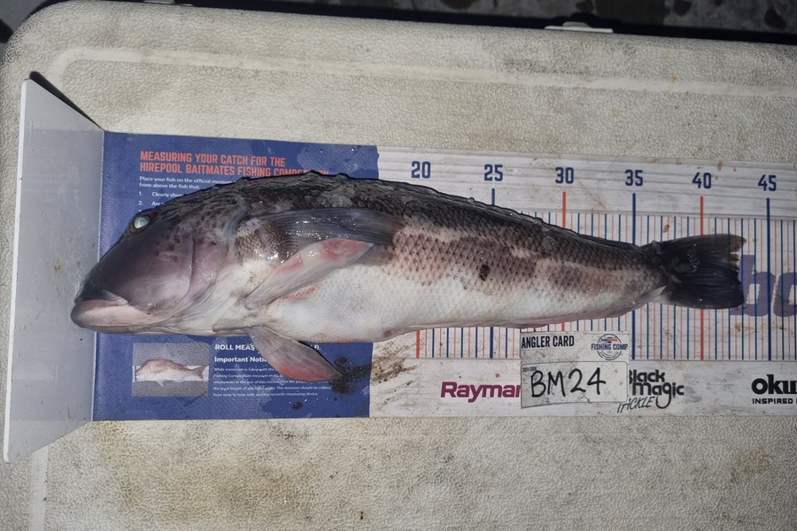 Brendan Taylor caught this 42.5cm Blue Cod at Otago during The Export NZ Fishing Competition