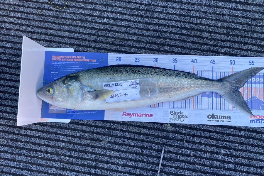 Rodney Owen caught this 51.5cm Kahawai at Wellington during The Export NZ Fishing Competition