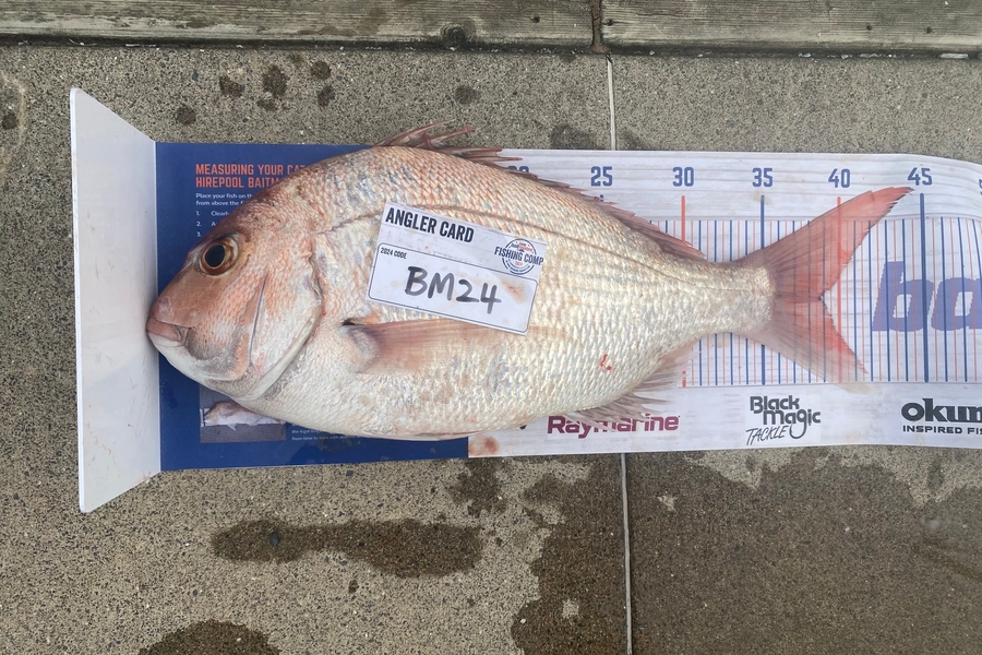 Max Nicholson caught this 38.5cm Snapper at Hawkes Bay during The Export NZ Fishing Competition