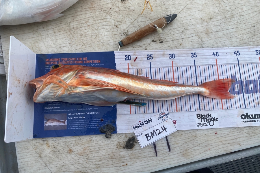 Jared Nicholson caught this 41.5cm Gurnard at Hawkes Bay during The Export NZ Fishing Competition