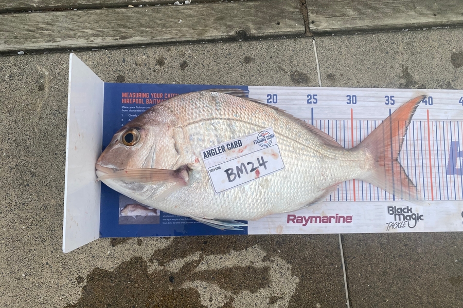 Jared Nicholson caught this 35.5cm Snapper at Hawkes Bay during The Export NZ Fishing Competition
