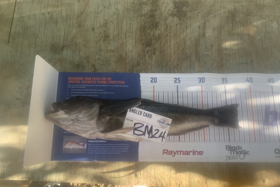 Josh Bolton caught this 37.0cm Blue Cod at Wellington during The Export NZ Fishing Competition