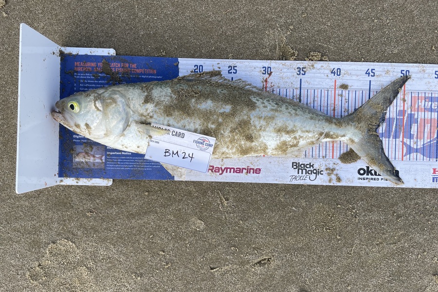 Angel Emtage caught this 46.0cm Kahawai at Northland during The Export NZ Fishing Competition