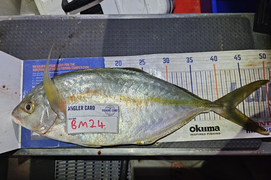 Ben Cullen caught this 43.5cm Trevally at Northland during The Export NZ Fishing Competition