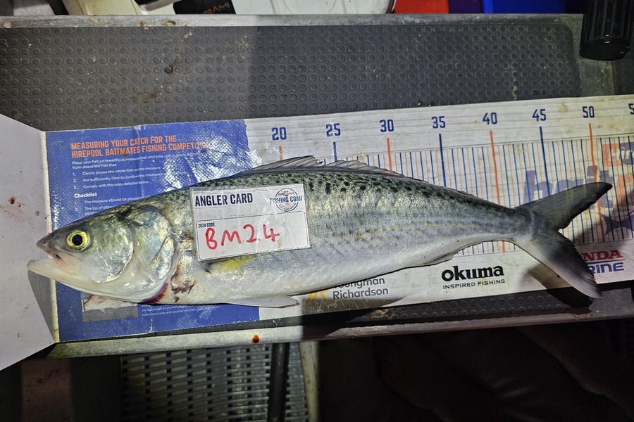 Ben Cullen caught this 45.5cm Kahawai at Northland during The Export NZ Fishing Competition