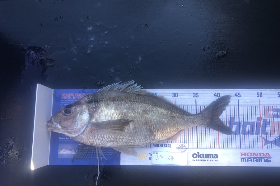 Gordy Pye caught this 40.0cm Tarakihi at Wairarapa
 during The Export NZ Fishing Competition