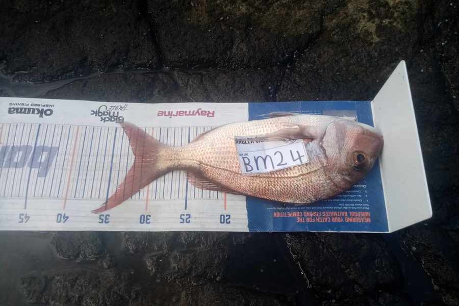 Phill Saunders caught this 32.0cm Snapper at Coromandel during The Export NZ Fishing Competition