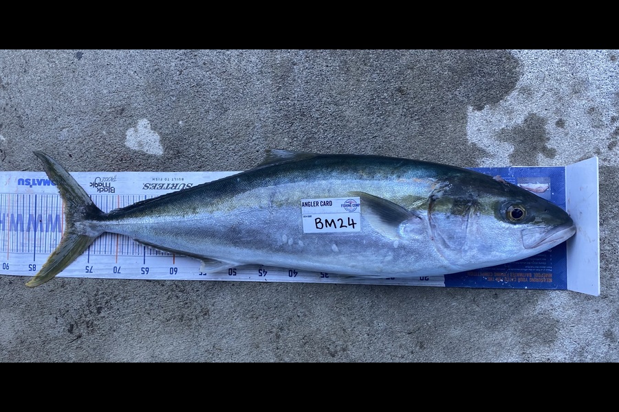 Braxton Allan caught this 79.5cm Kingfish at Wairarapa
 during The Export NZ Fishing Competition