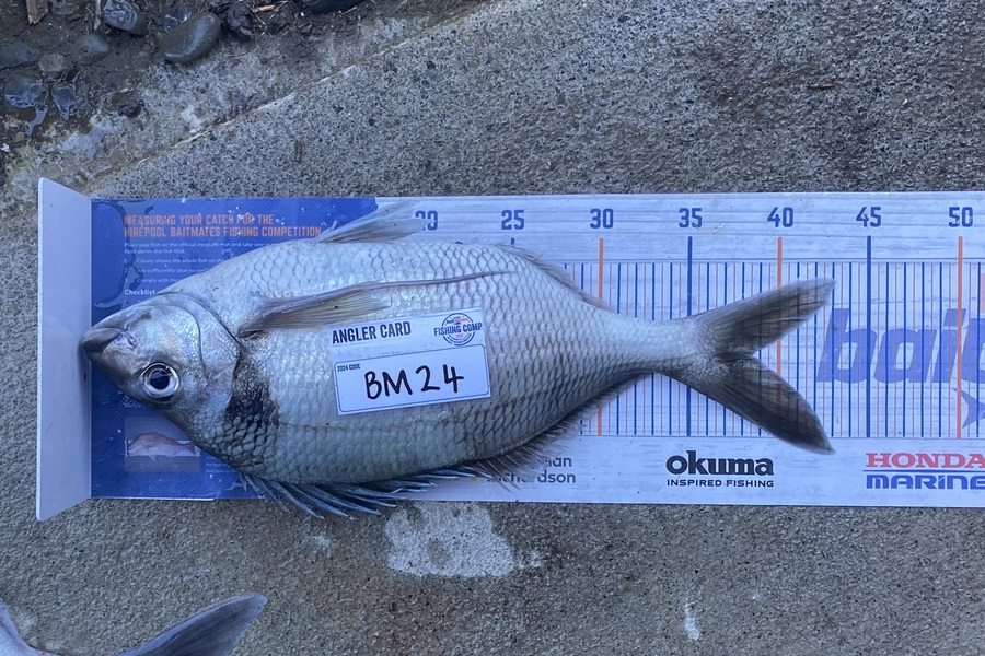 Mason Allan caught this 38.5cm Tarakihi at Wairarapa
 during The Export NZ Fishing Competition