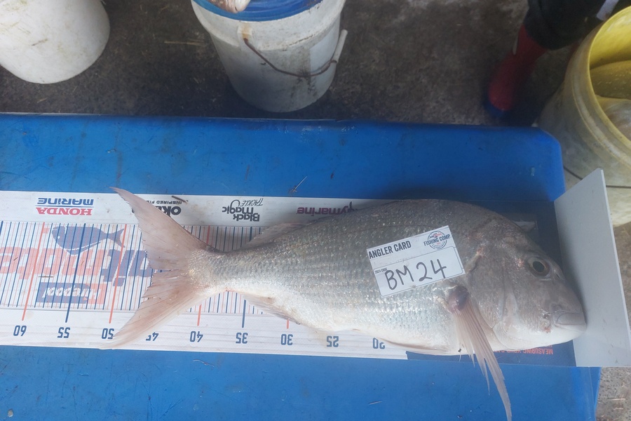 Cherie Alderson caught this 46.0cm Snapper at Bay of Plenty during The Export NZ Fishing Competition
