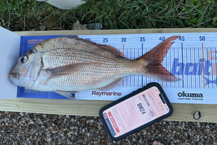Knox Halse caught this 39.5cm Snapper at Auckland during The Export NZ Fishing Competition