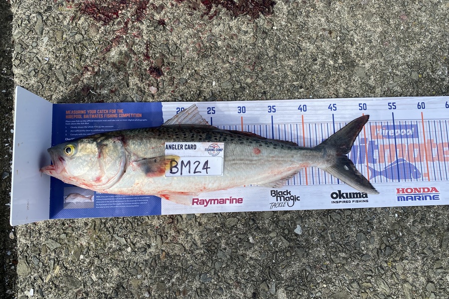 Daryl Wilson caught this 46.0cm Kahawai at East Cape during The Export NZ Fishing Competition