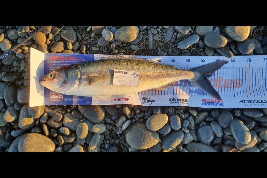 Jesse Birrell caught this 56.0cm Kahawai at Canterbury during The Export NZ Fishing Competition