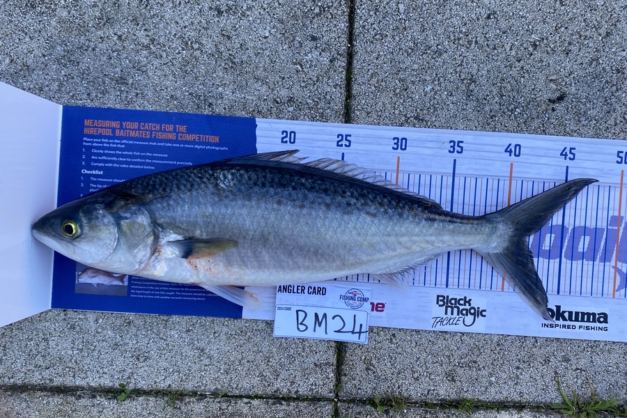 Rylend James caught this 41.5cm Kahawai at Nelson/Marlborough during The Export NZ Fishing Competition