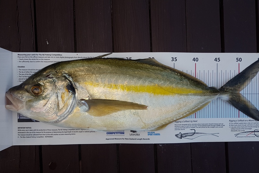 Paul  Alexander caught this 50.0cm Trevally at Northland during The Export NZ Fishing Competition