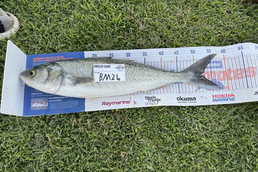 Kevin Barbridge caught this 51.5cm Kahawai at Wairarapa
 during The Export NZ Fishing Competition