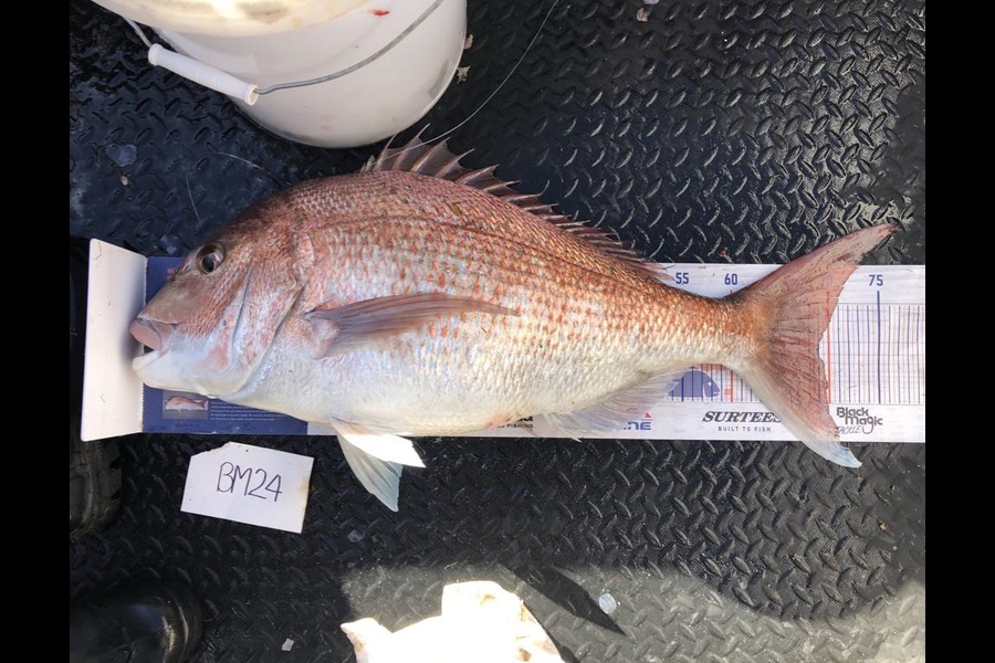 Dylan Harding caught this 69.0cm Snapper at Wellington during The Export NZ Fishing Competition