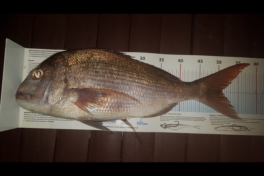 Paul  Alexander caught this 50.5cm Snapper at Northland during The Export NZ Fishing Competition