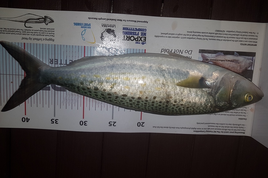 Paul  Alexander caught this 39.5cm Kahawai at Northland during The Export NZ Fishing Competition
