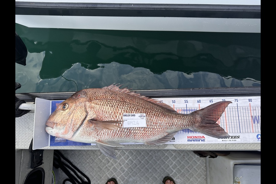Noah Hallam caught this 66.0cm Snapper at Northland during The Export NZ Fishing Competition