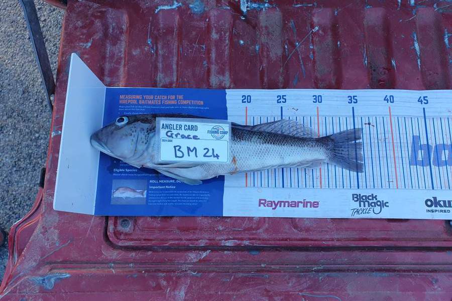 Grace Parker caught this 35.5cm Blue Cod at Canterbury during The Export NZ Fishing Competition