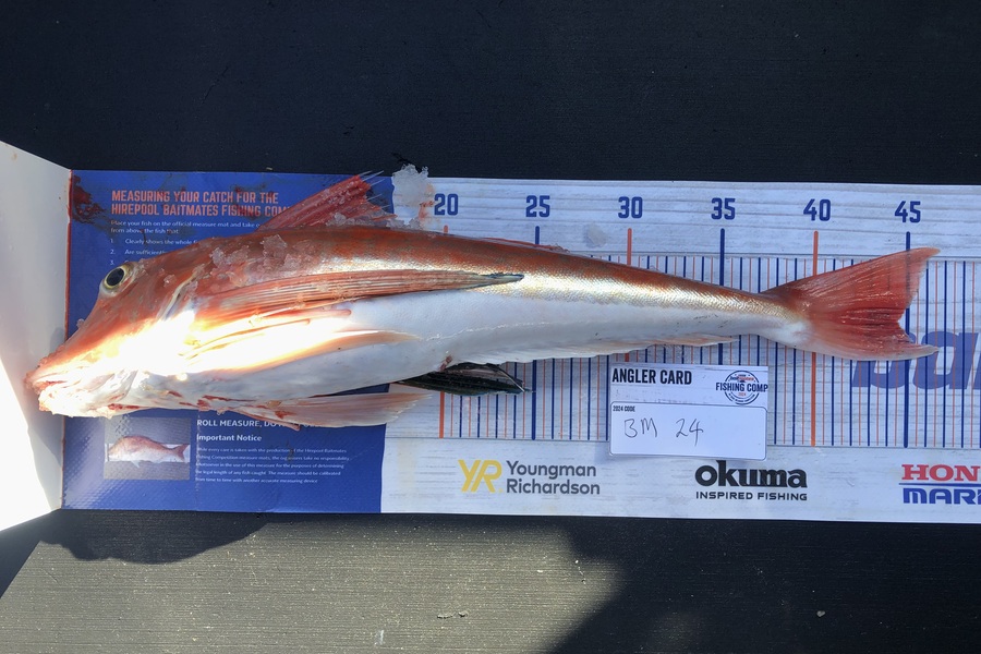 Gordy Pye caught this 44.5cm Gurnard at Wairarapa
 during The Export NZ Fishing Competition