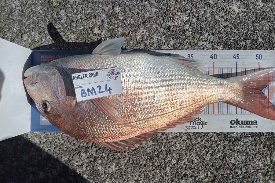 Cooper Rosson caught this 50.0cm Snapper at Wellington during The Export NZ Fishing Competition