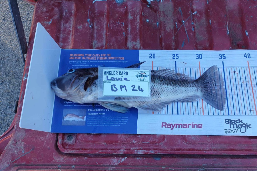 Louie Parker caught this 34.0cm Blue Cod at Canterbury during The Export NZ Fishing Competition