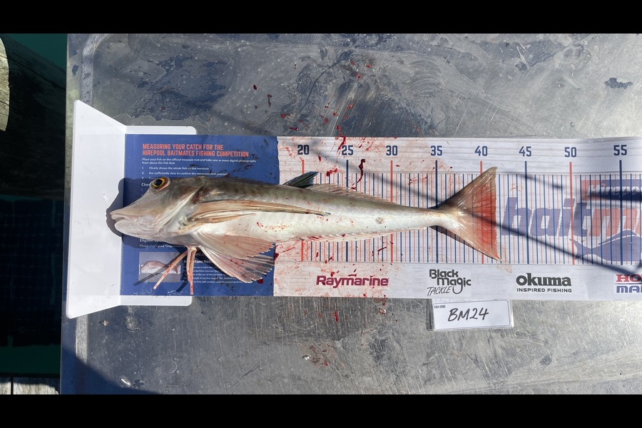 Lachlan Burroughs-Nickson caught this 41.5cm Gurnard at Nelson/Marlborough during The Export NZ Fishing Competition
