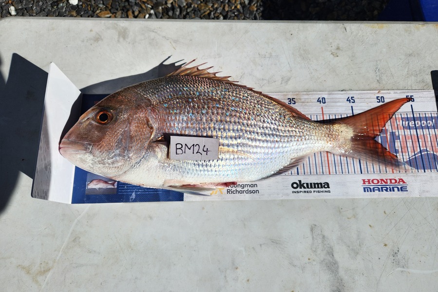 Jim Williams caught this 48.0cm Snapper at Nelson/Marlborough during The Export NZ Fishing Competition