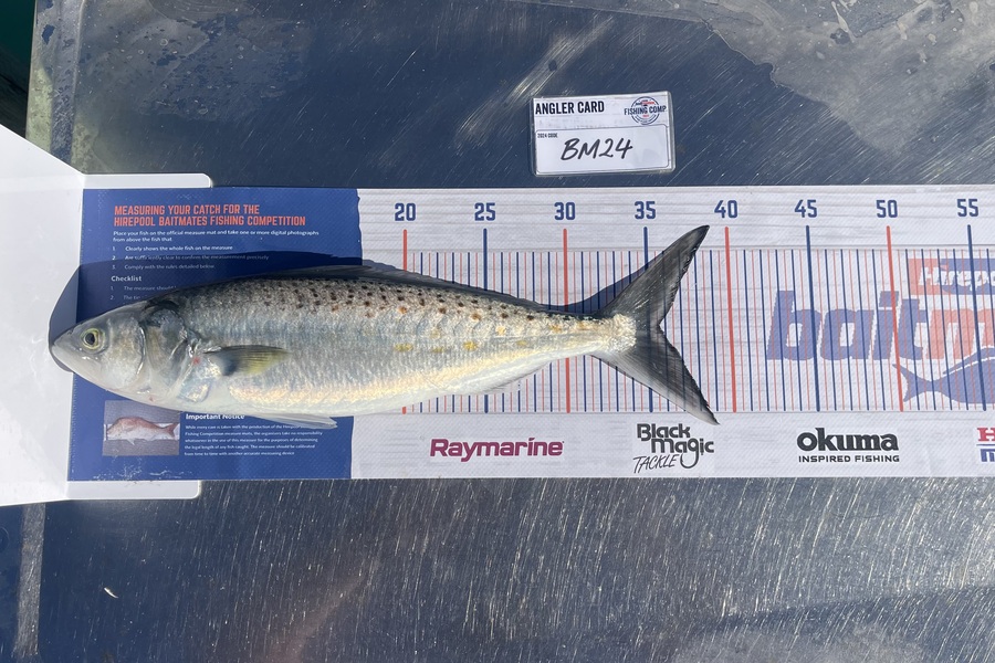 Tom Burroughs-Moody caught this 35.5cm Kahawai at Nelson/Marlborough during The Export NZ Fishing Competition