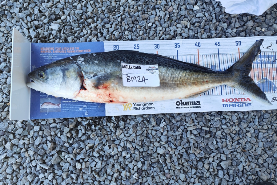 Hayden Roberts caught this 51.5cm Kahawai at Nelson/Marlborough during The Export NZ Fishing Competition