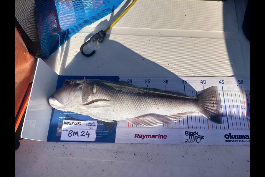 Ryan Edwards caught this 44.0cm Blue Cod at Otago during The Export NZ Fishing Competition