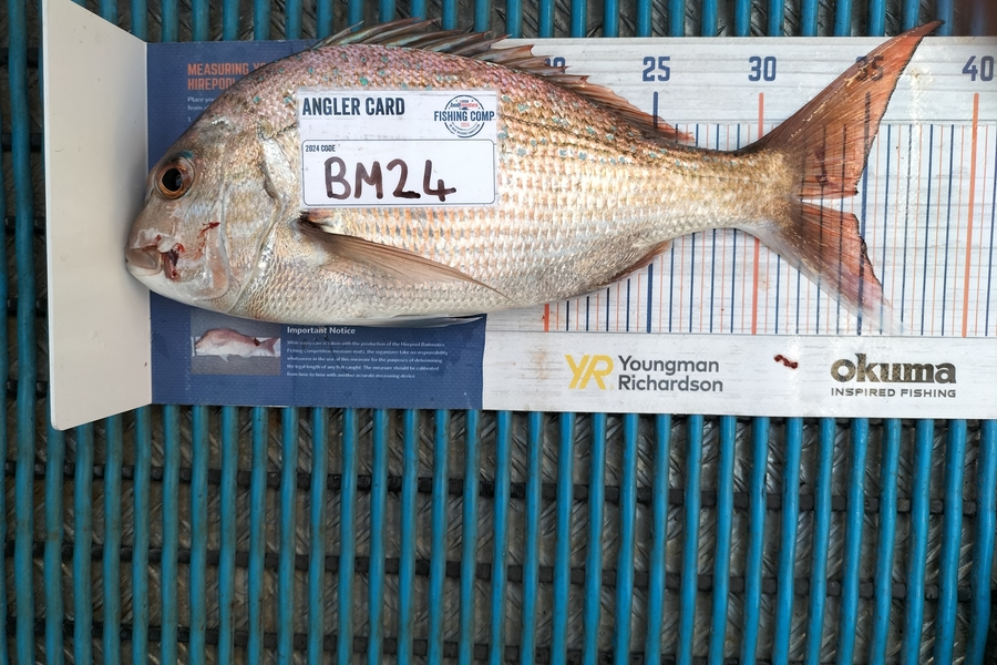 Levi kendall caught this 34.5cm Snapper at Taranaki during The Export NZ Fishing Competition