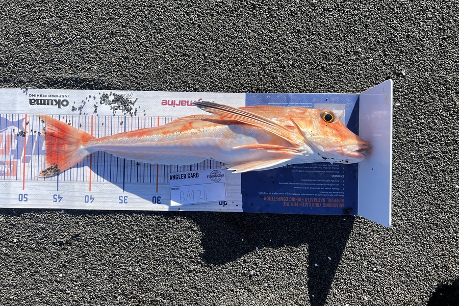 Beau Danks caught this 47.0cm Gurnard at Hawkes Bay during The Export NZ Fishing Competition