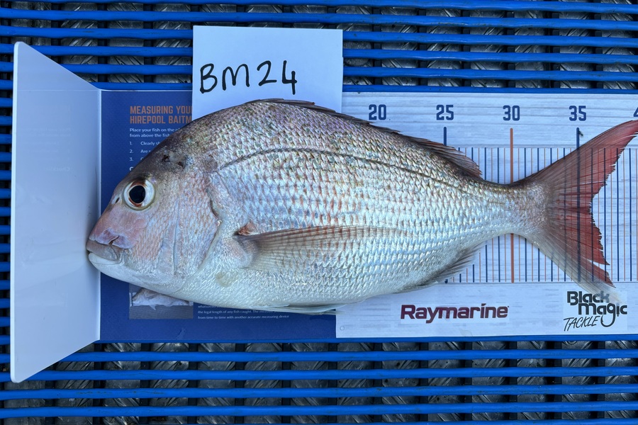 Hayden Owen caught this 35.5cm Snapper at Taranaki during The Export NZ Fishing Competition