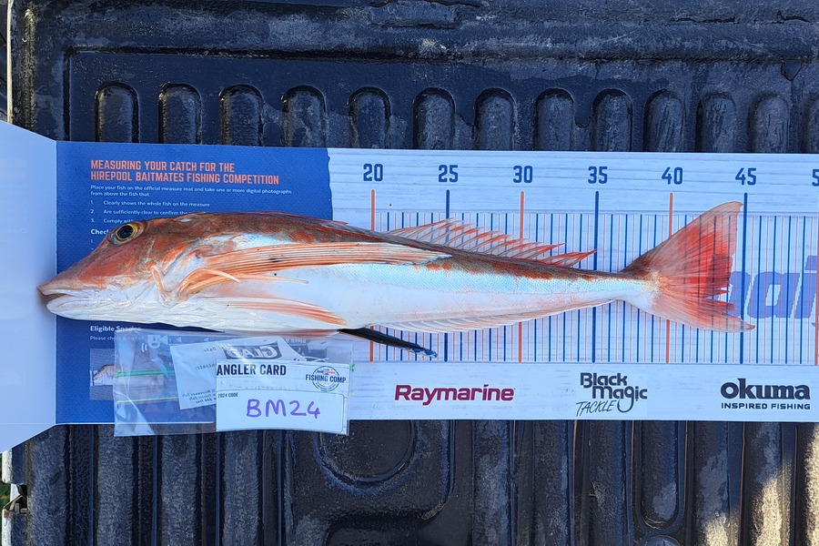 Dylan Ray caught this 44.0cm Gurnard at Nelson/Marlborough during The Export NZ Fishing Competition