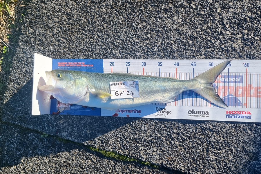 Sean Batt caught this 50.5cm Kahawai at Auckland during The Export NZ Fishing Competition