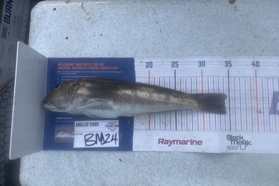 Josh Bolton caught this 34.0cm Blue Cod at Wellington during The Export NZ Fishing Competition