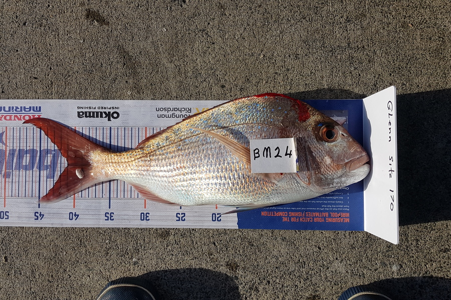 Glenn Lucas caught this 41.0cm Snapper at Auckland during The Export NZ Fishing Competition